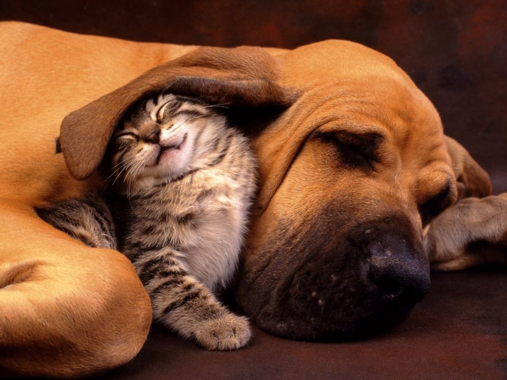 Paper Pile: New Mexico Looks At Taxing Your Pet post thumbnail image