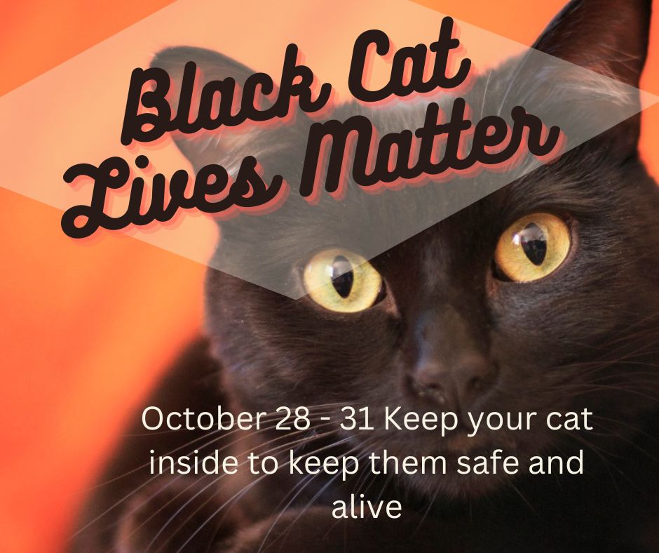 Black Cat Lives Matter post thumbnail image